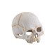 Exo Terra убежище-декор Череп примата 9х11 (PT2926)